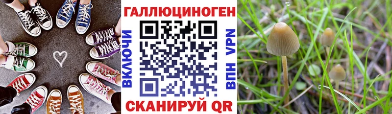 Купить закладки  Зверево  Галлюциногенные грибы GOLDEN TEACHER 